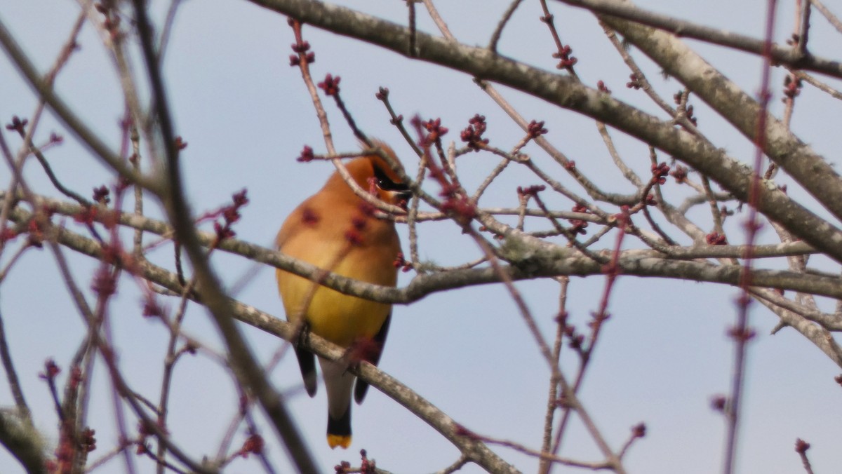 Cedar Waxwing - Robert Erickson