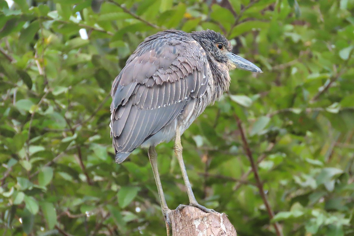 Yellow-crowned Night Heron - ML210743351