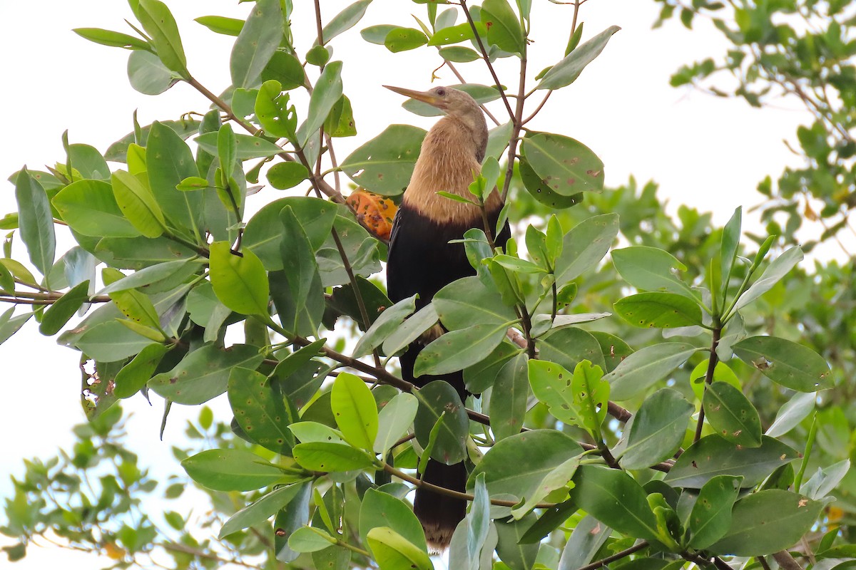 Anhinga d'Amérique - ML210743491