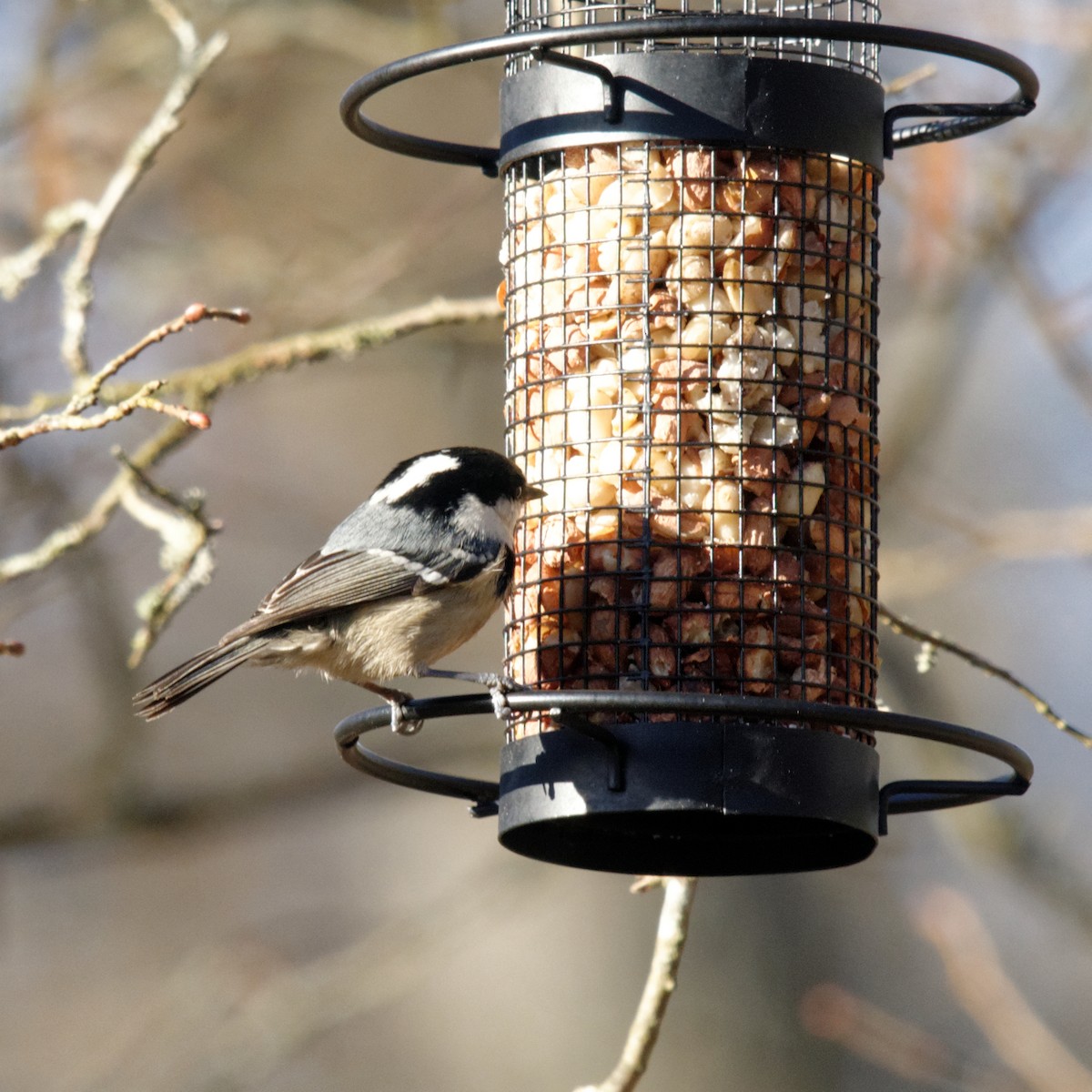 Coal Tit - Johan Mellquist