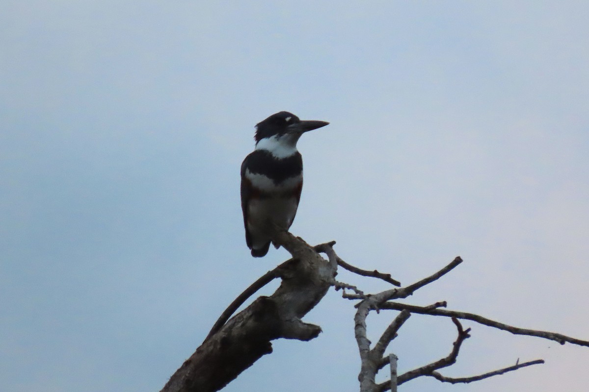 Belted Kingfisher - ML210743531