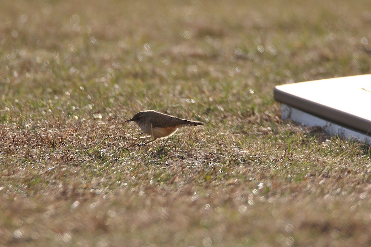 Rock Wren - ML210746051