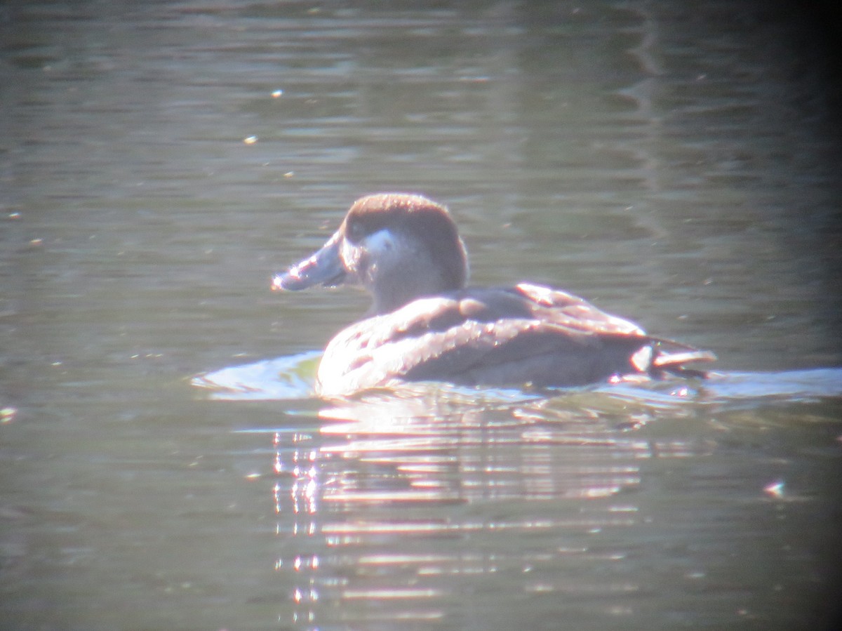 Surf Scoter - ML21074711