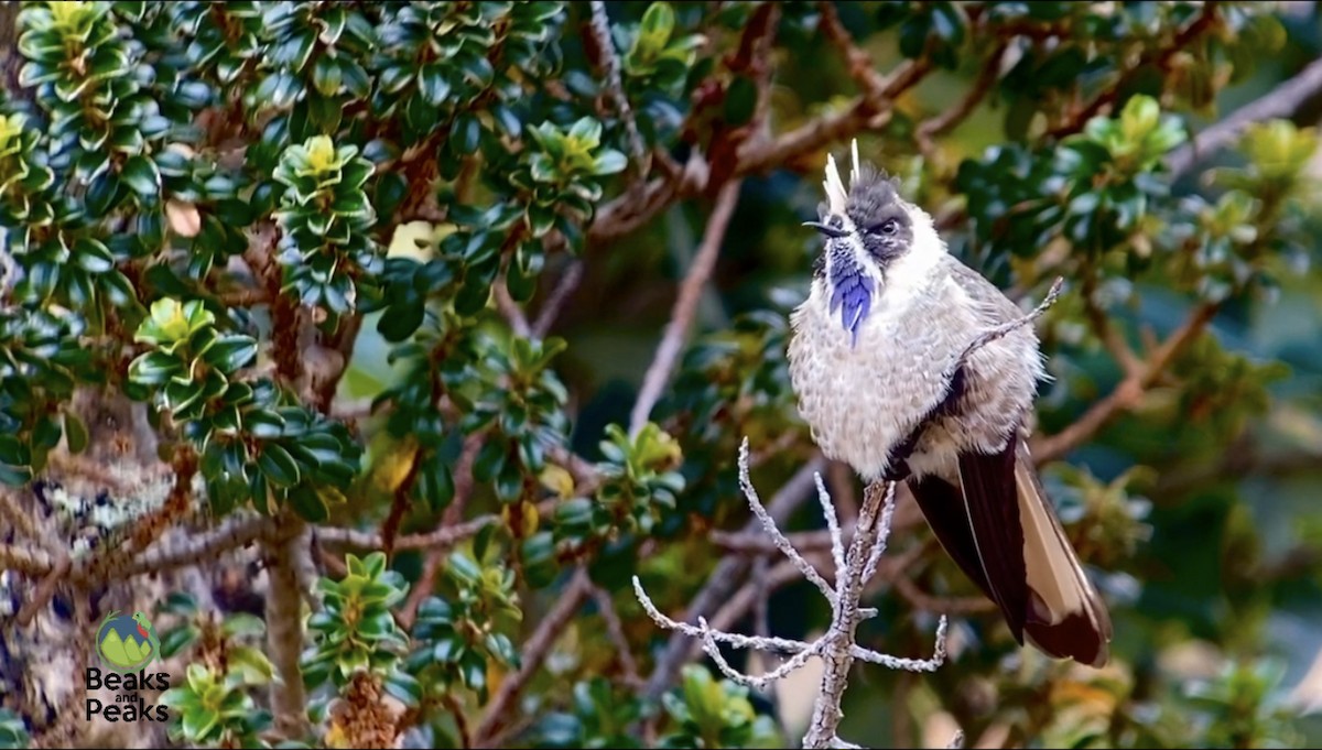 Blue-bearded Helmetcrest - ML210747141