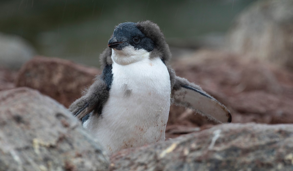 Adelie Penguin - ML210747481