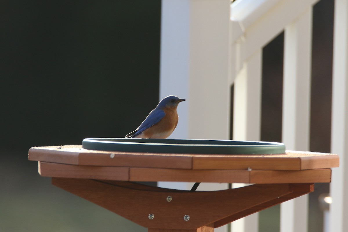 Eastern Bluebird - ML210748391