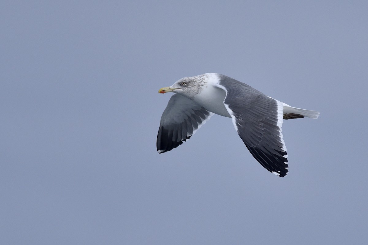 Lesser Black-backed Gull - Daniel Irons