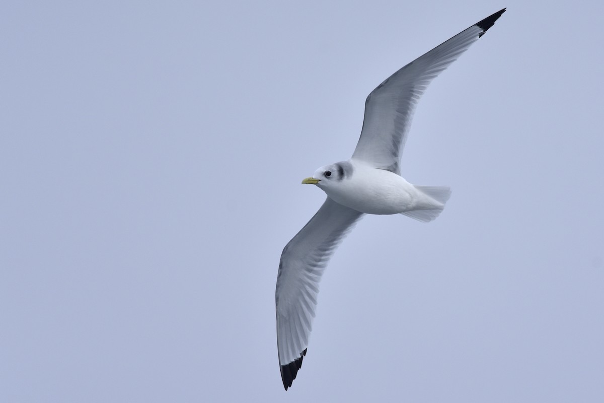 Black-legged Kittiwake - ML210750821