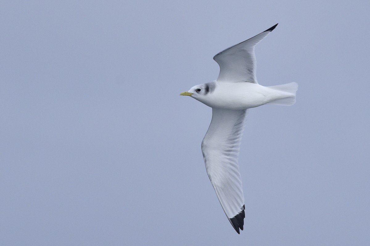 Black-legged Kittiwake - ML210752191