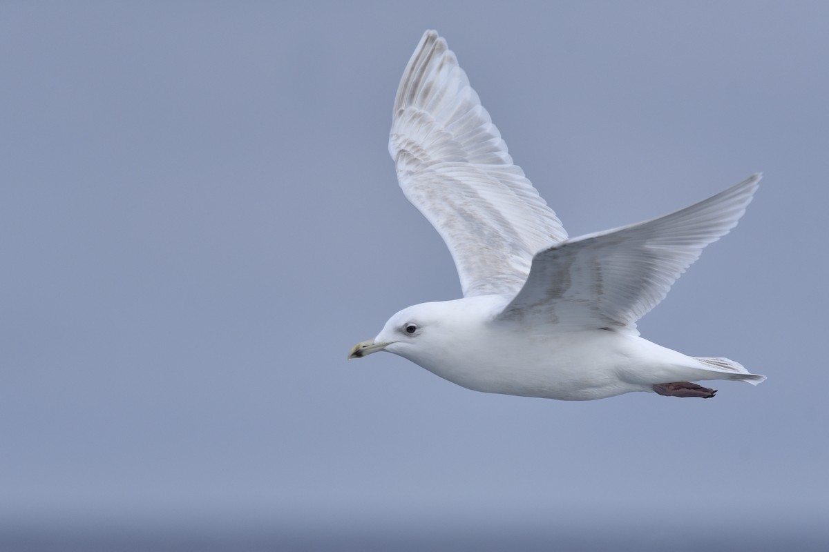 Iceland Gull (kumlieni) - ML210752311