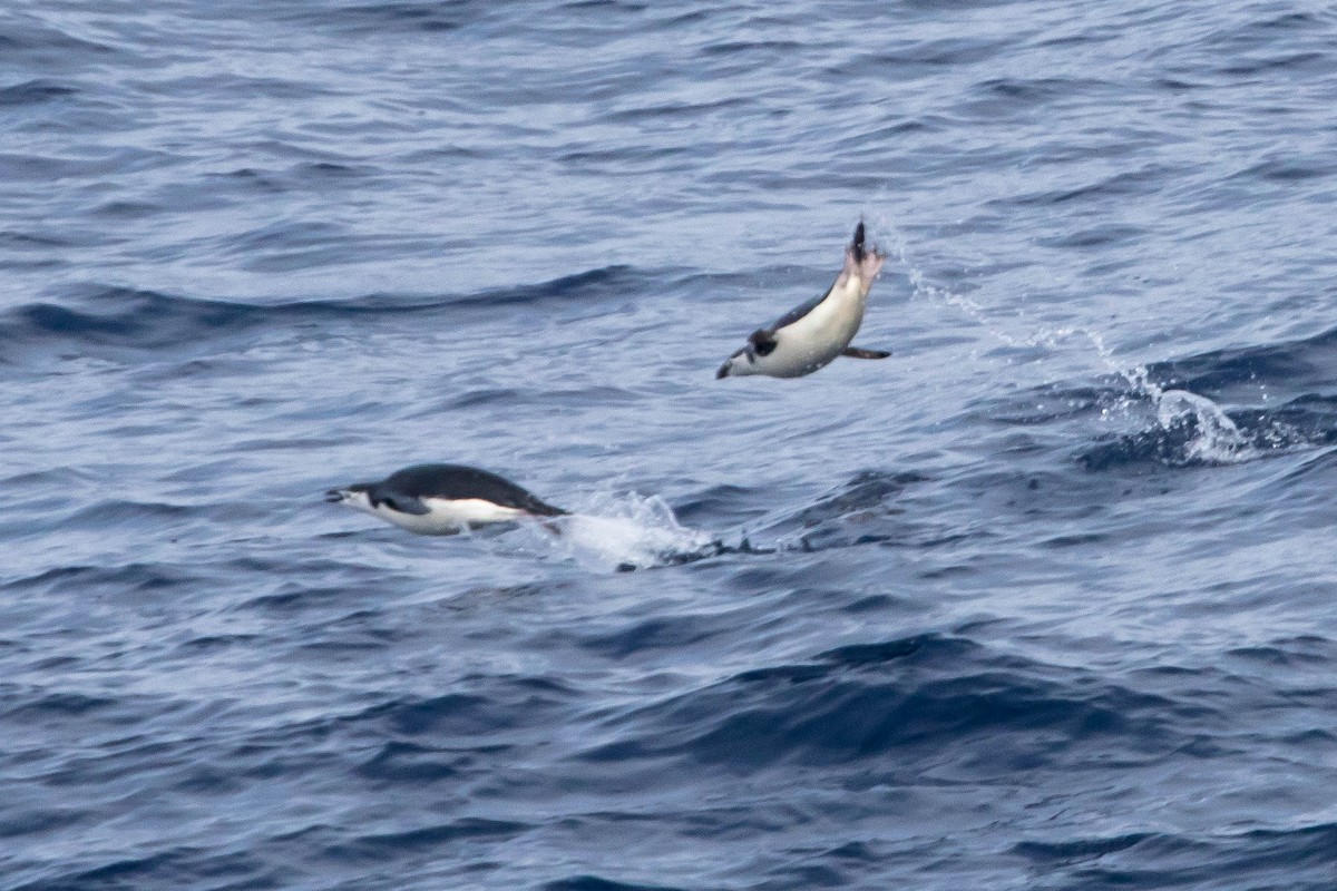 Chinstrap Penguin - Michael Hooper