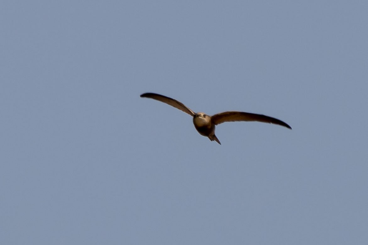 Pallid Swift - ML210752641