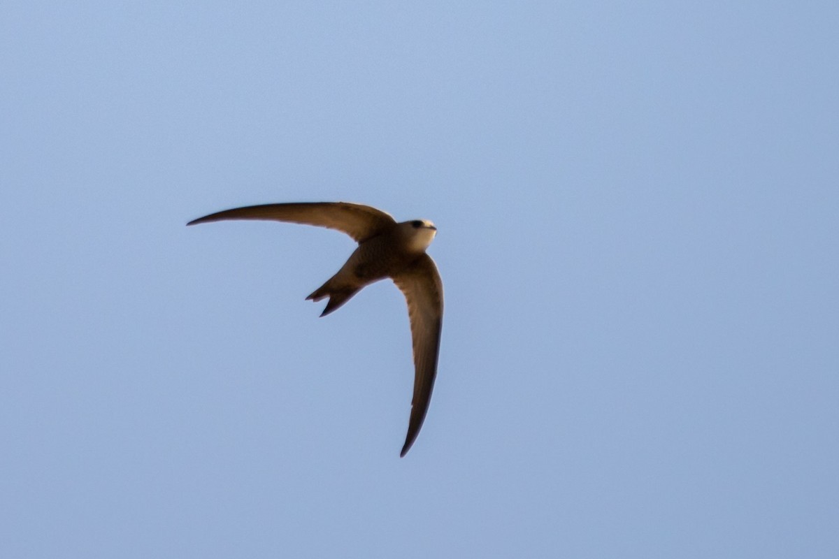 Pallid Swift - ML210752691