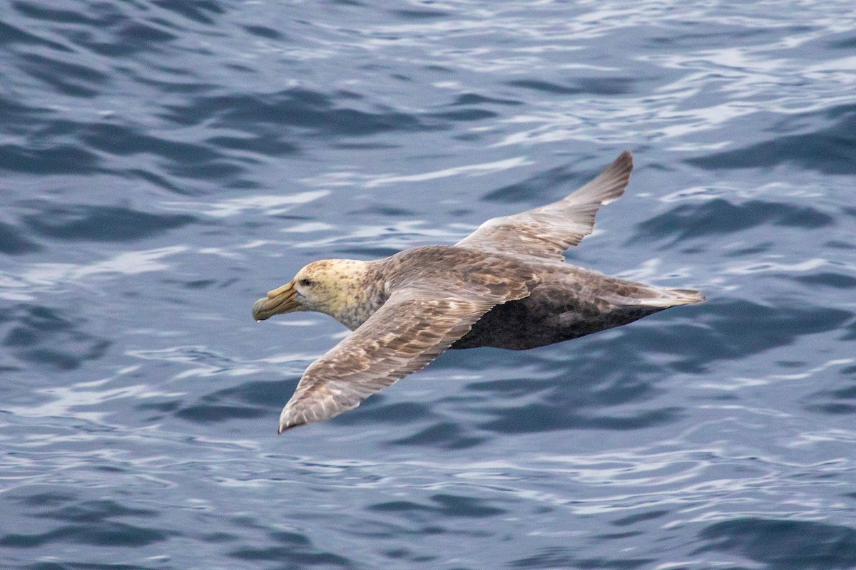 Southern Giant-Petrel - Michael Hooper