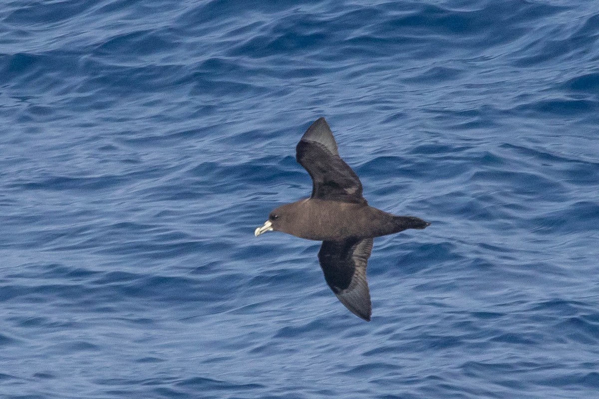 White-chinned Petrel - ML210752921