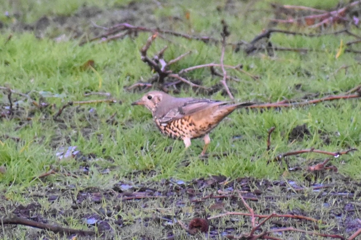 Mistle Thrush - ML210753111