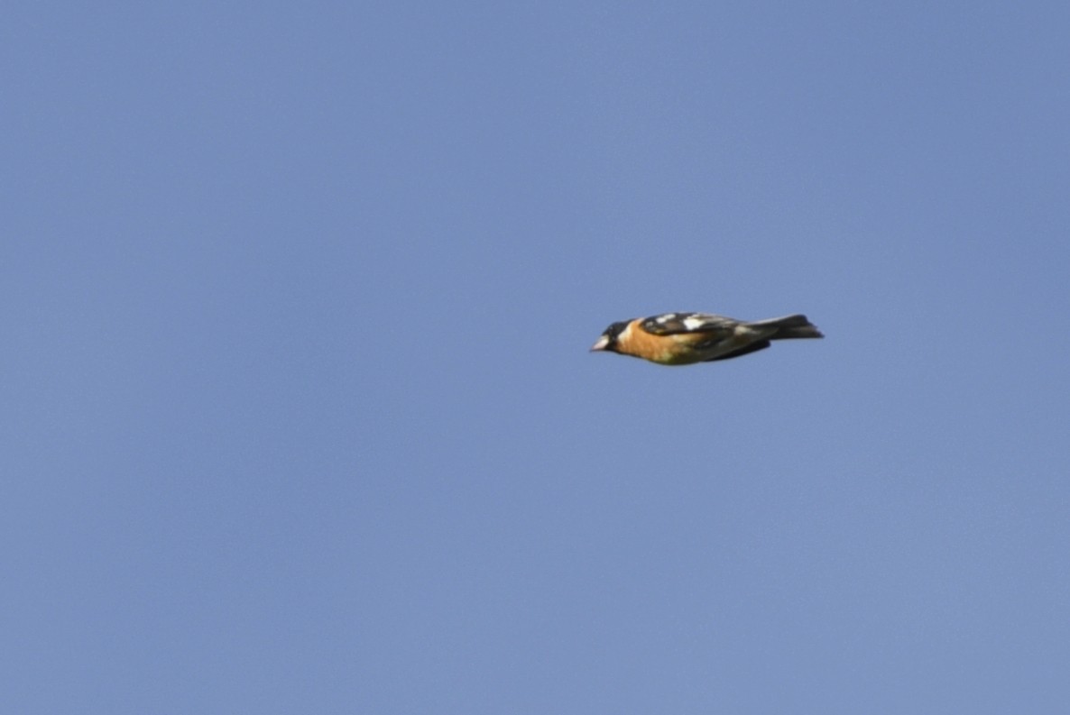 Black-headed Grosbeak - ML210753461