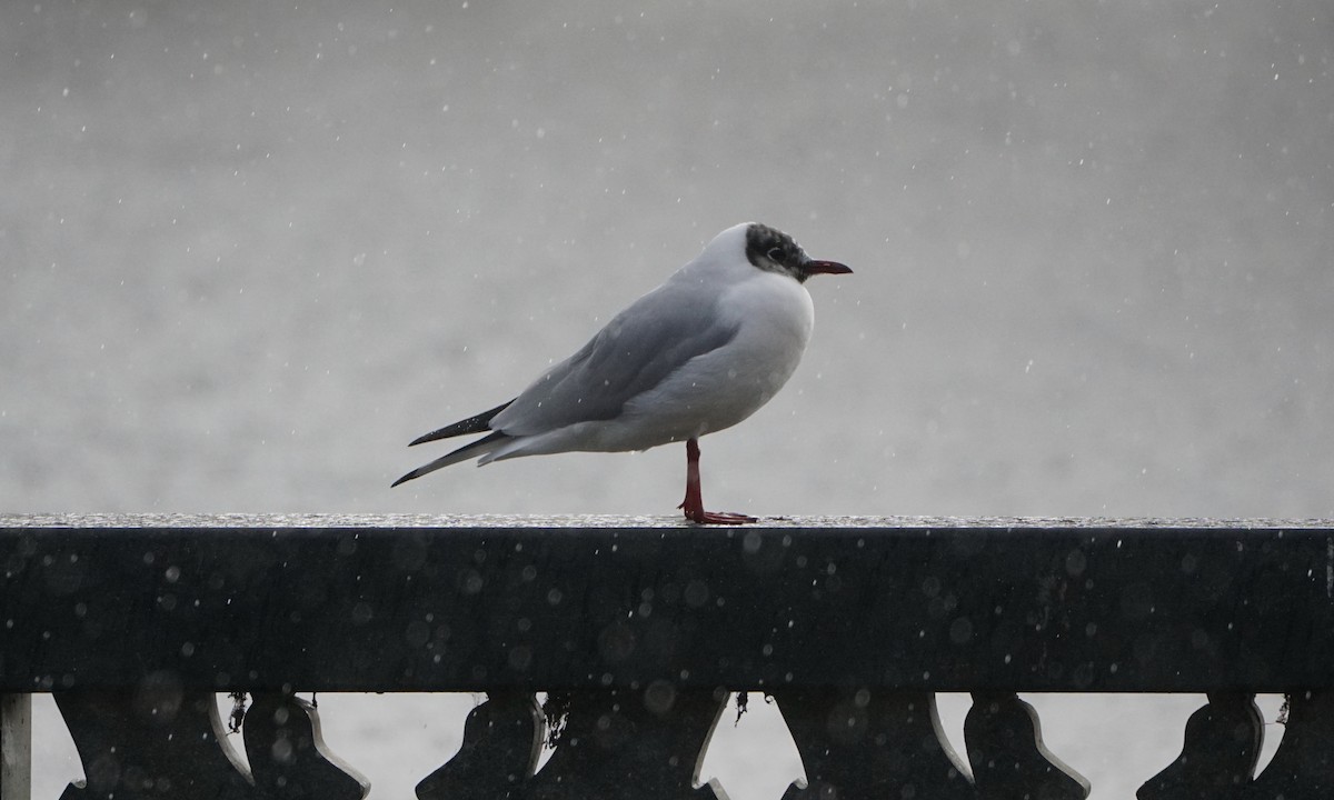Mouette rieuse - ML210755381
