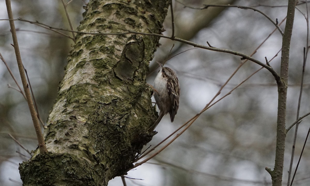 Short-toed Treecreeper - ML210755531