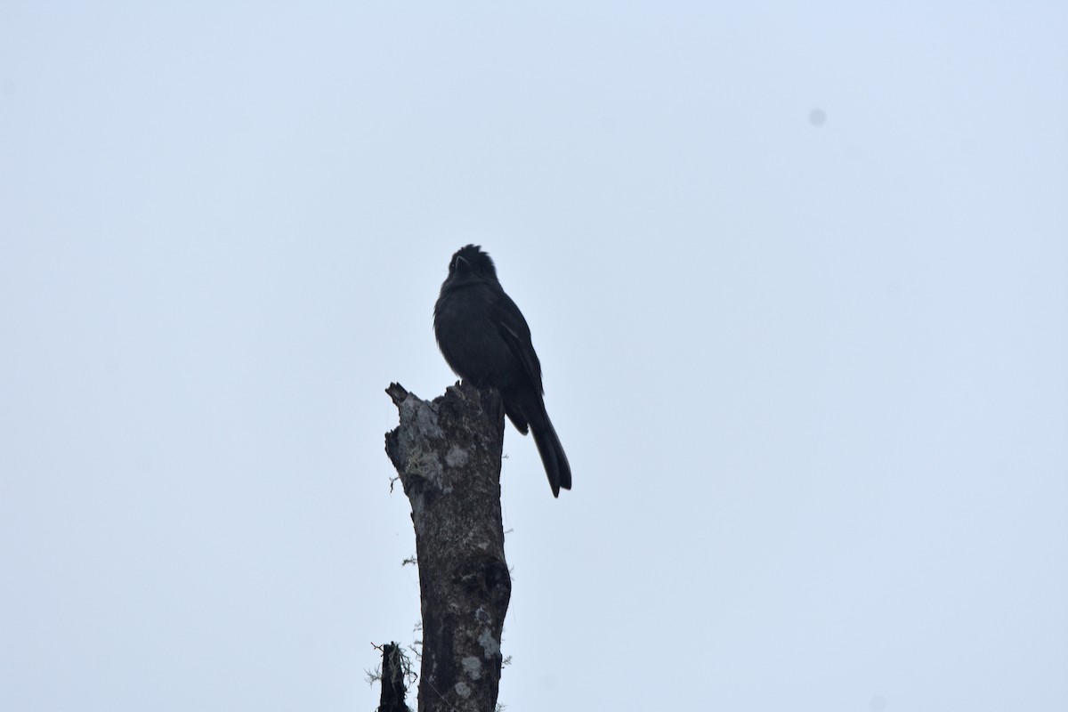 Smoke-colored Pewee - ML210756411