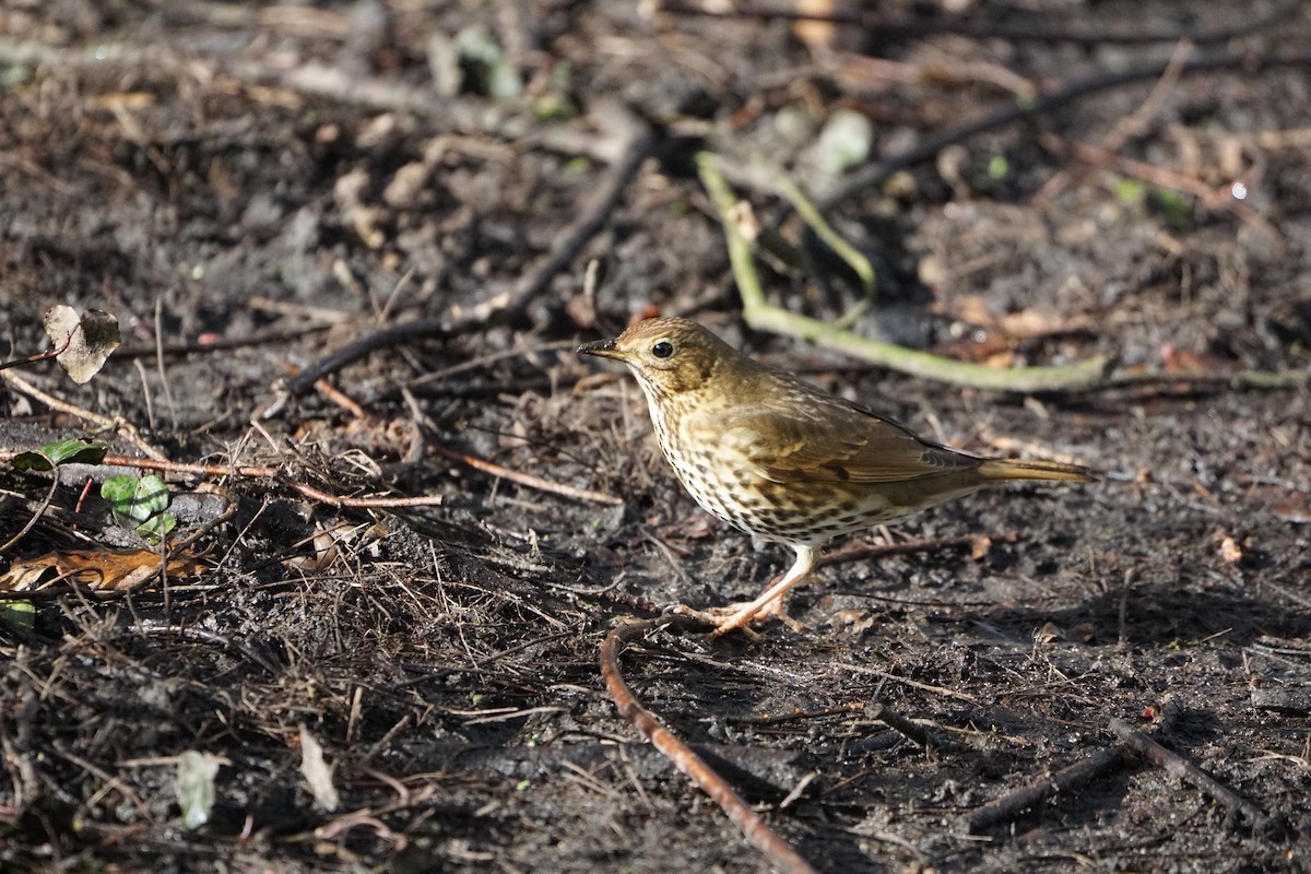 Song Thrush - ML210756491