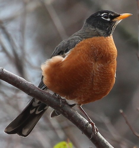 American Robin - sicloot