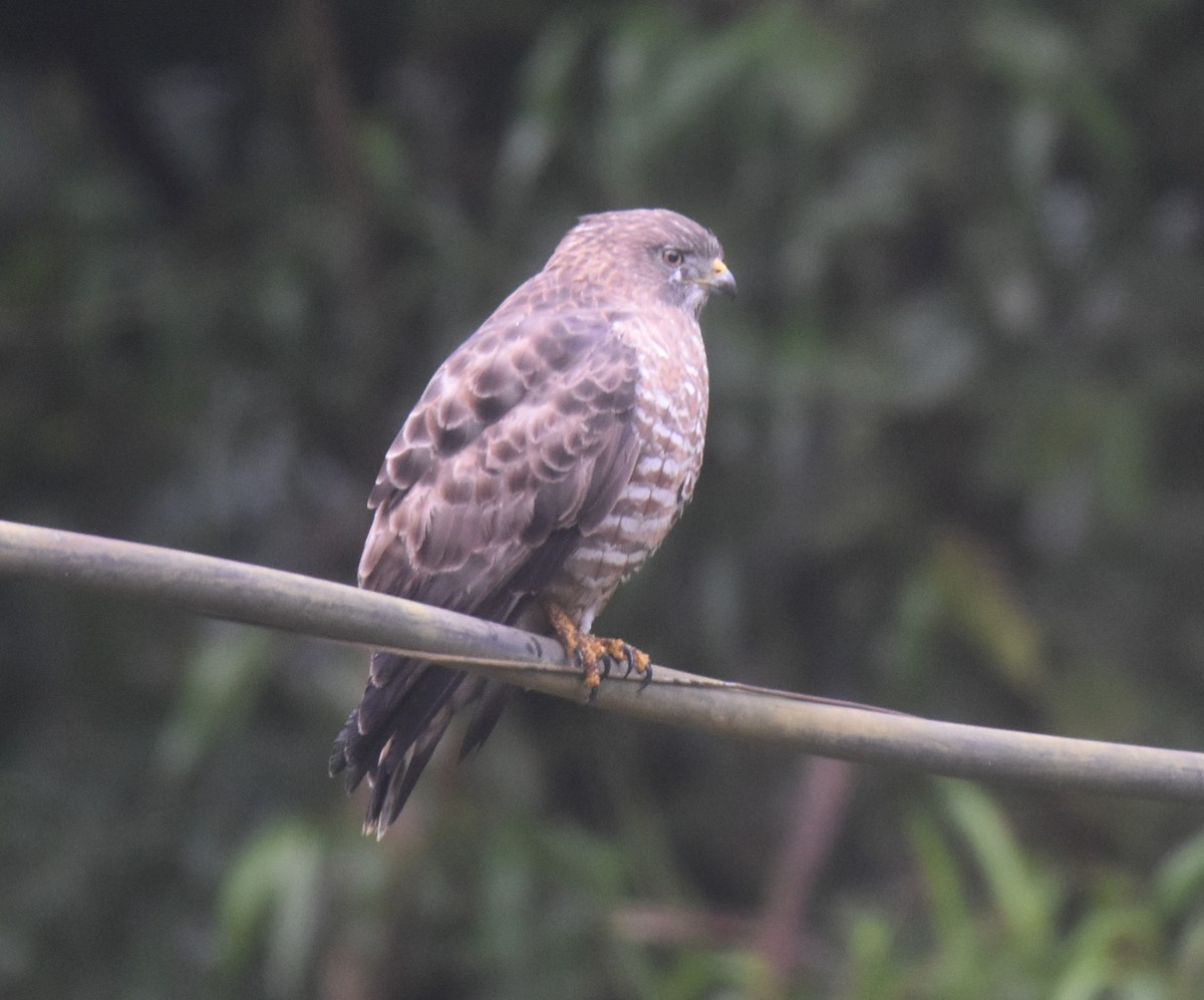 Broad-winged Hawk (Northern) - Josh Cantor