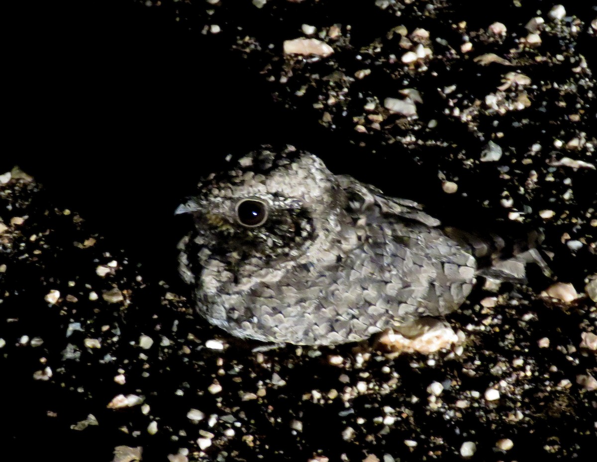 Common Poorwill - ML21076191