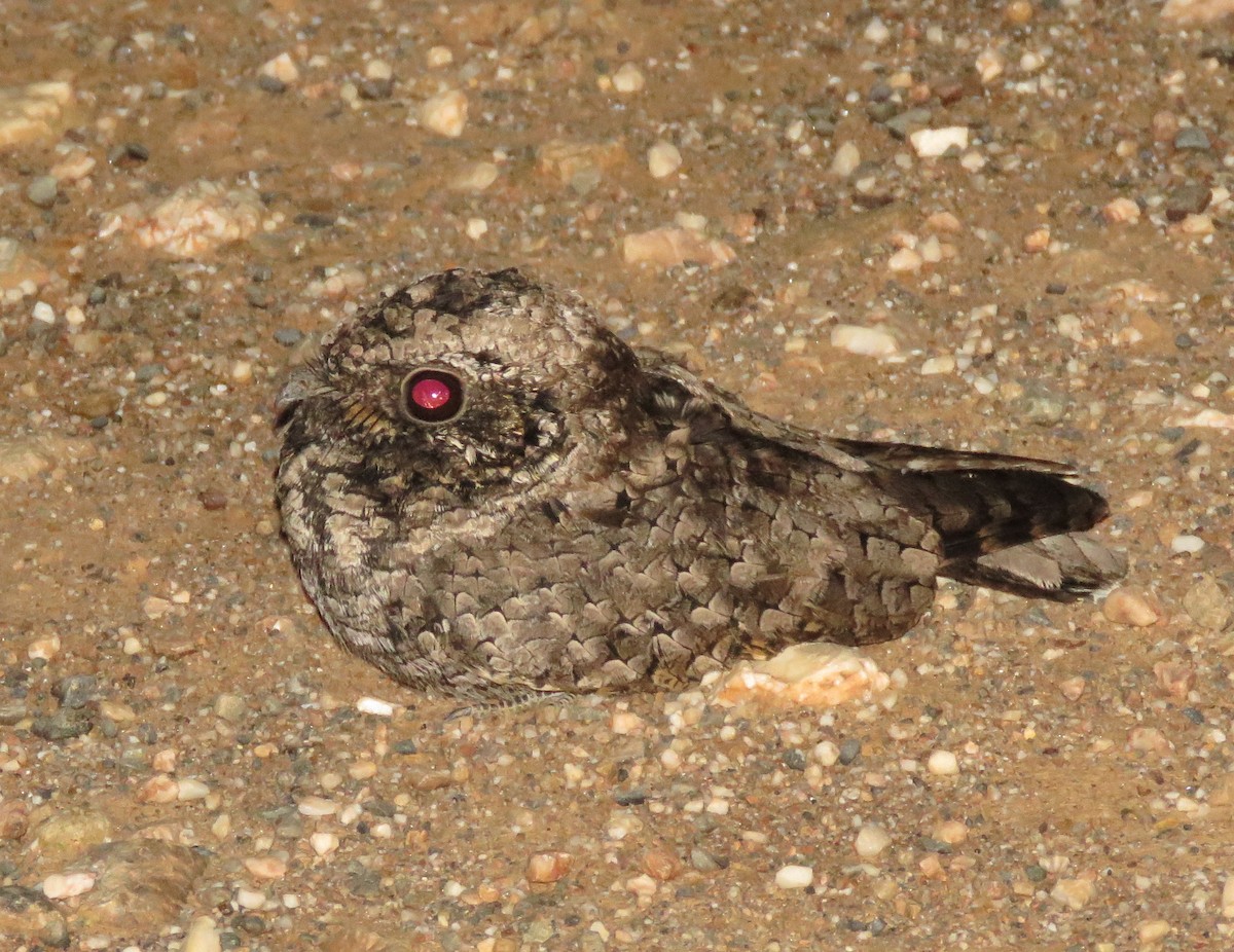 Common Poorwill - Chris Conard