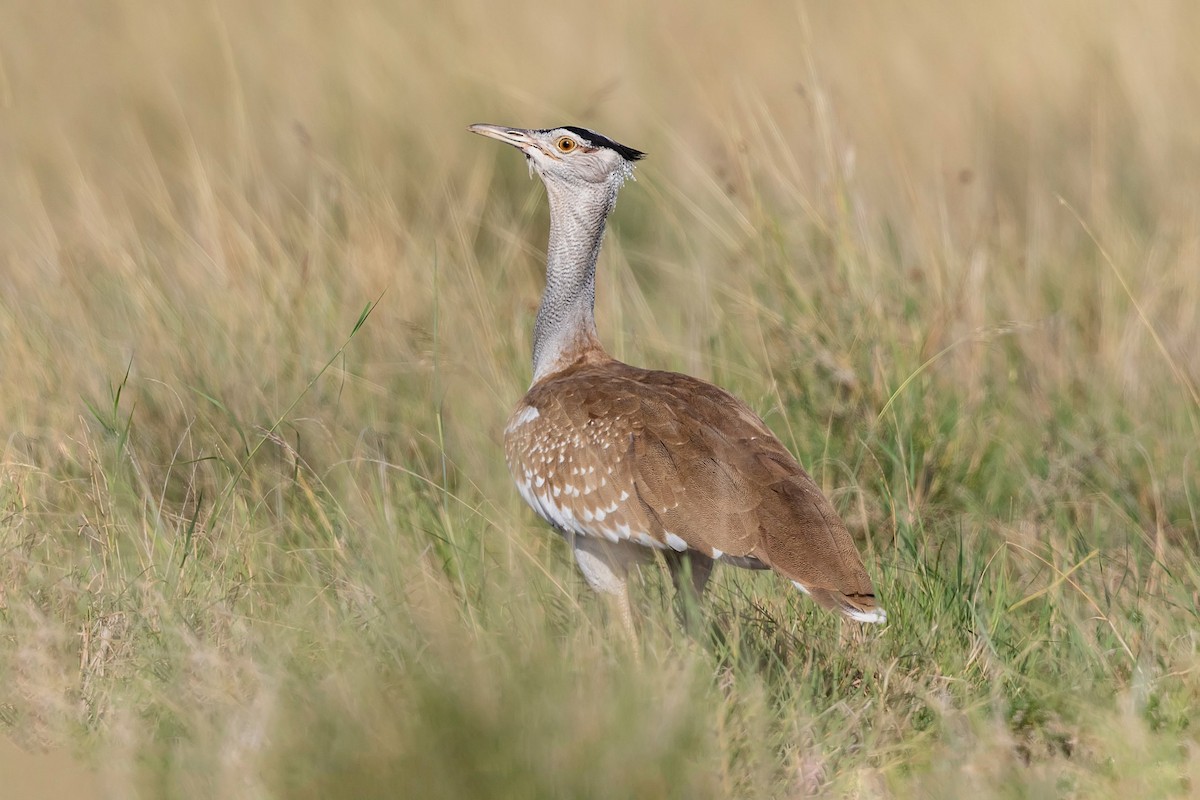 Arabian Bustard - ML210763131