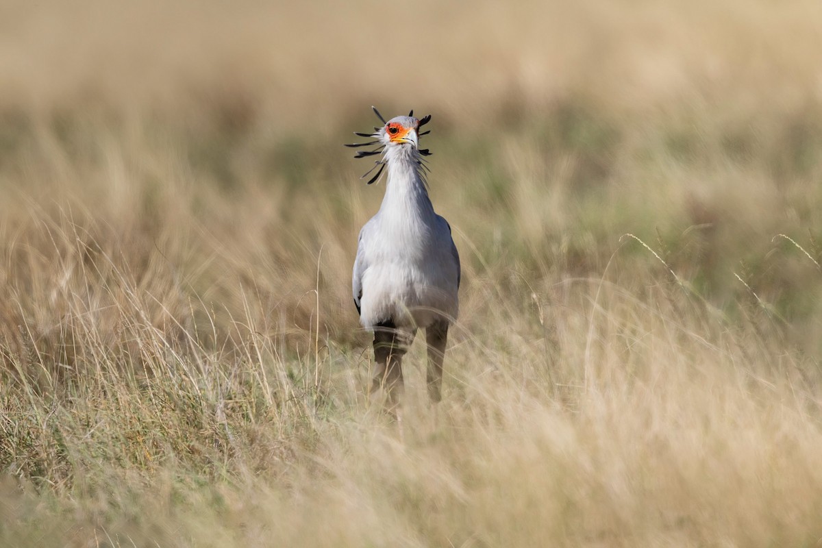 Secretarybird - ML210763241