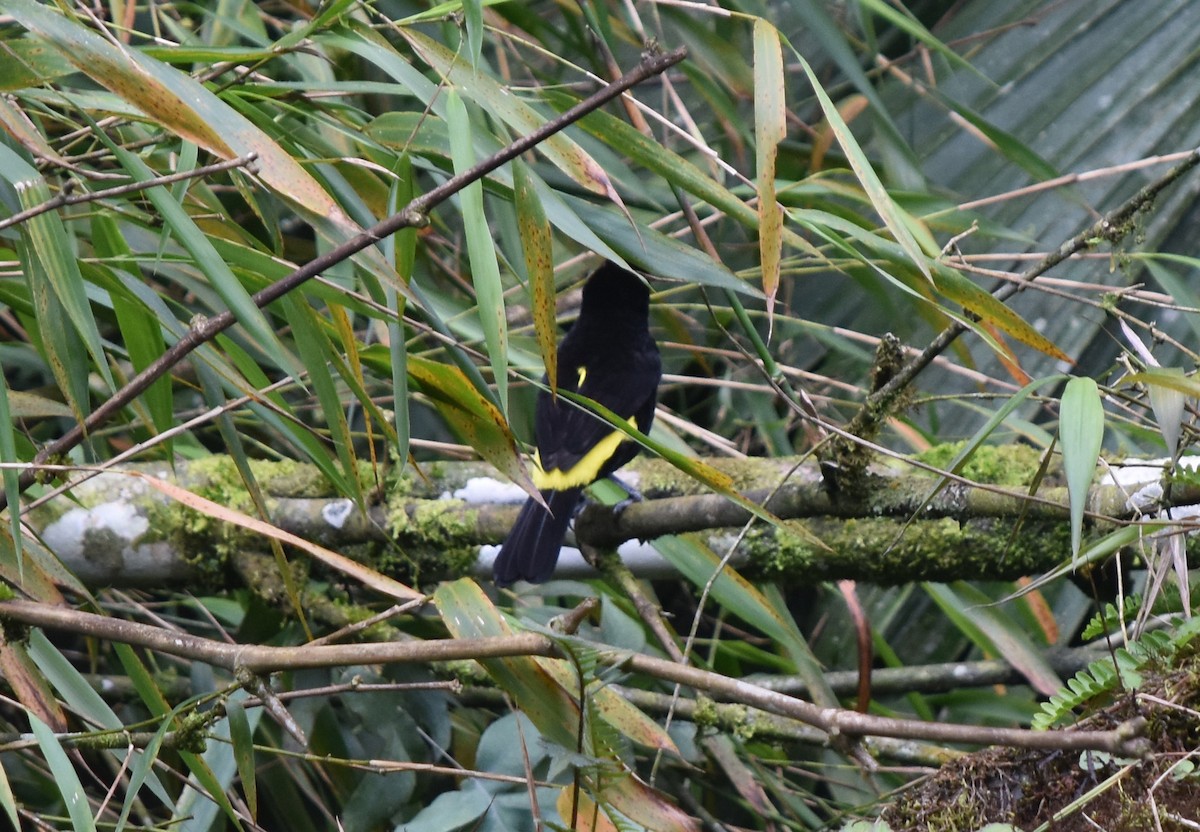 Flame-rumped Tanager (Lemon-rumped) - ML210764251