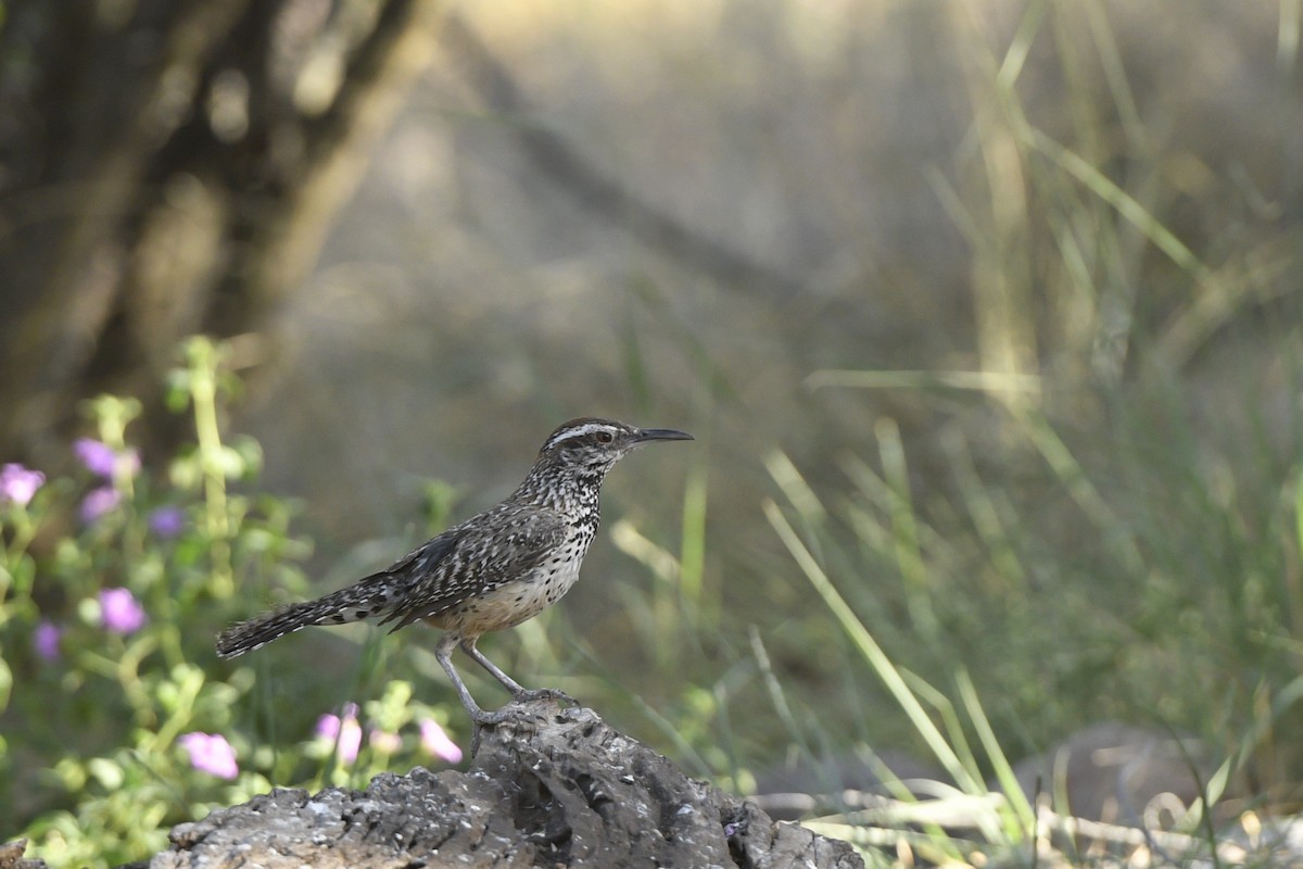 Cactus Wren - ML210764281