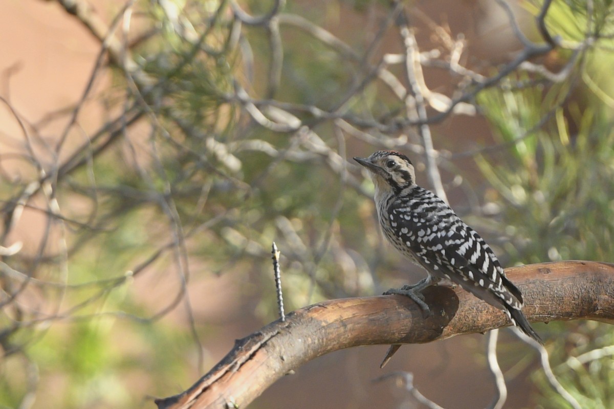 Ladder-backed Woodpecker - ML210764431