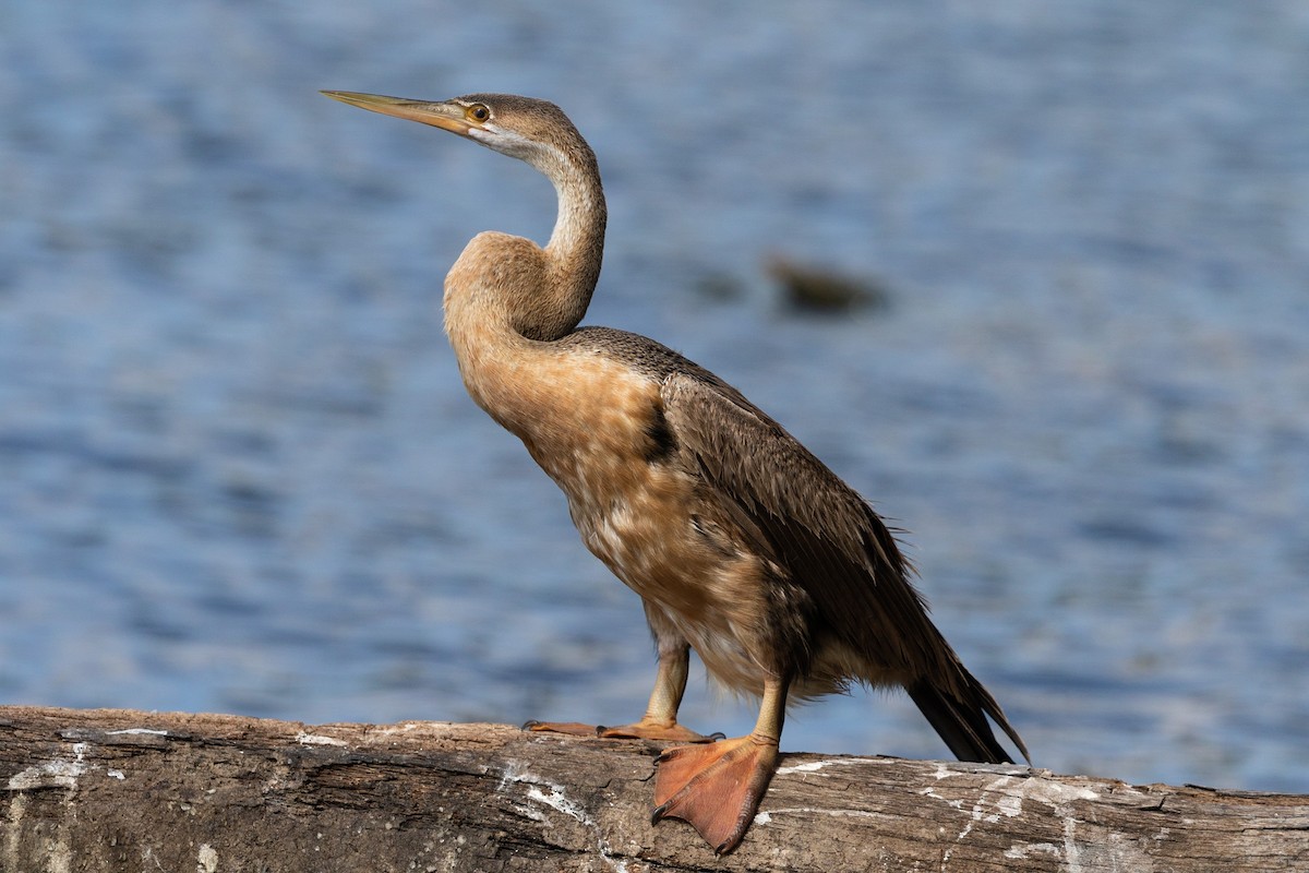 Afrika-Schlangenhalsvogel - ML210764471