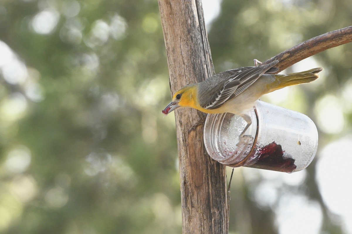 Bullock's Oriole - ML210764501