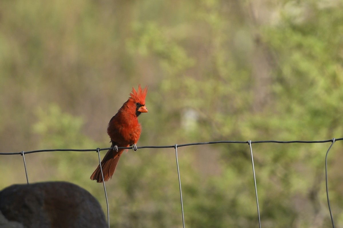 Northern Cardinal - Jonathan Irons