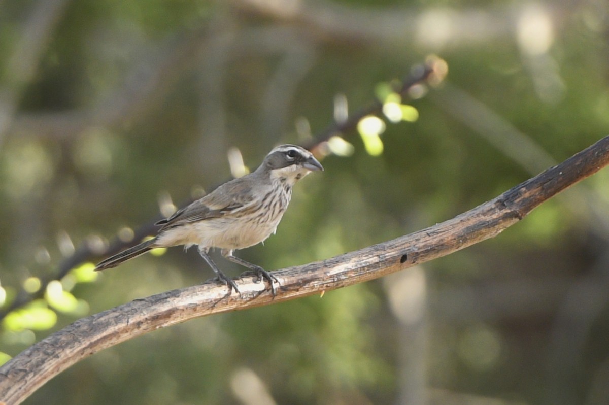 Black-throated Sparrow - Jonathan Irons