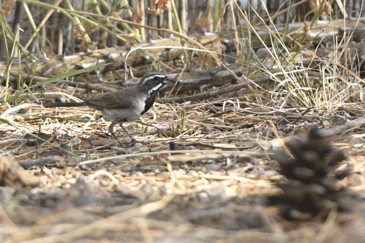Black-throated Sparrow - Jonathan Irons