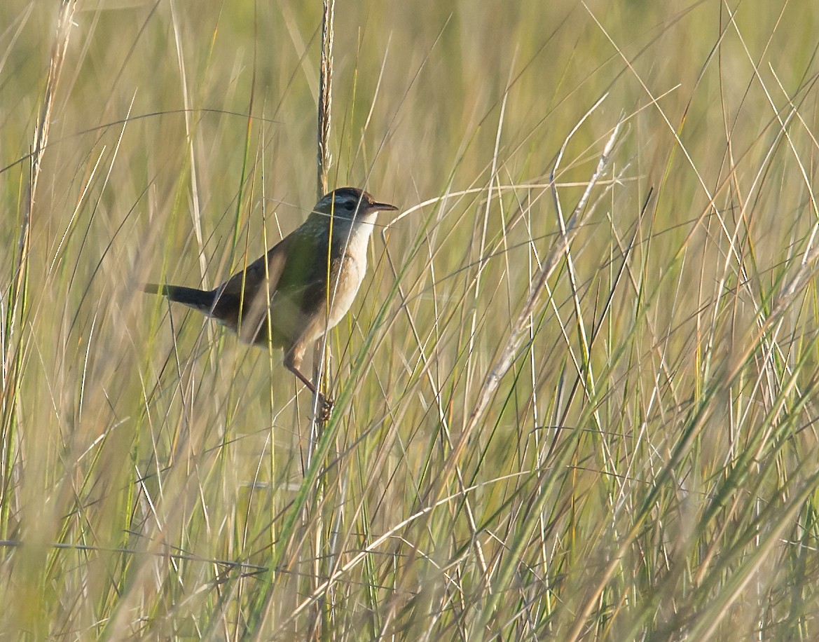 Marsh Wren - ML21076601