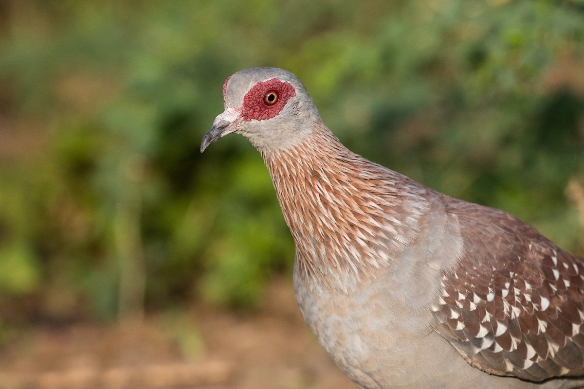 Speckled Pigeon - ML210766211