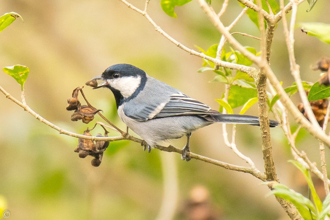 Cinereous Tit - ML210766881