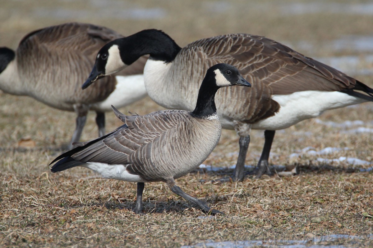 Cackling Goose - Patrick Sysiong