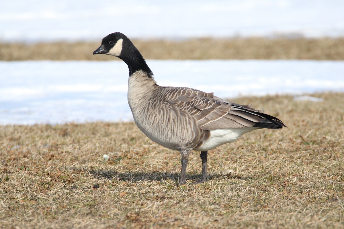 Cackling Goose - Patrick Sysiong