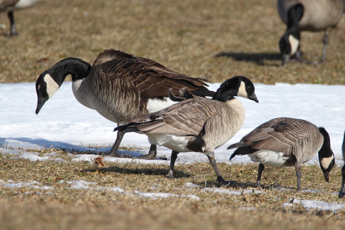 Cackling Goose - Patrick Sysiong