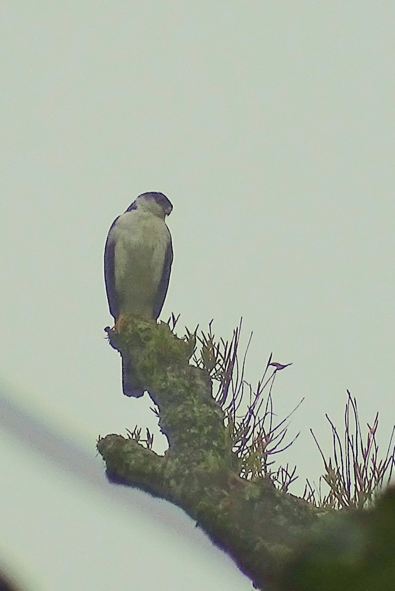 Sharp-shinned Hawk - ML21077001