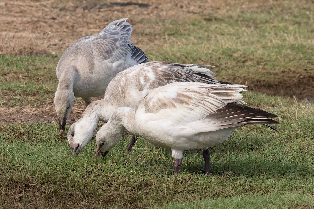 Snow Goose - ML210770881