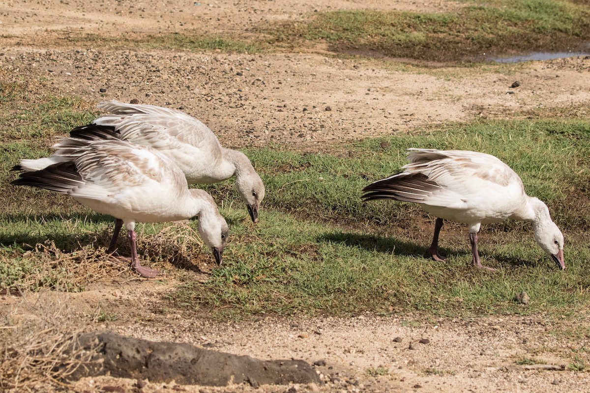 Snow Goose - ML210771131