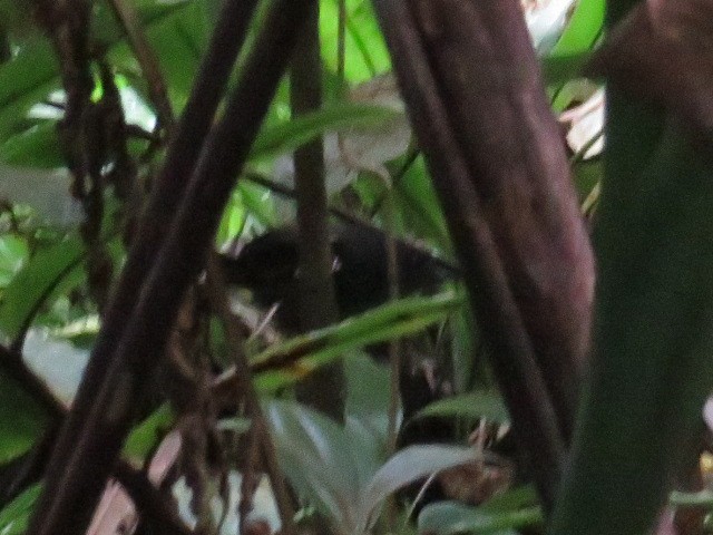 Magdalena Tapaculo - Arthur Icterus Aigroz