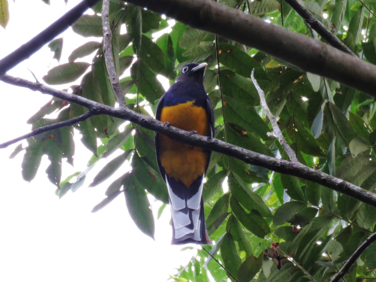 Trogon à queue blanche - ML210772171